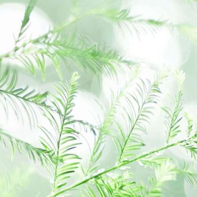 永恒大陆手游小米版下载